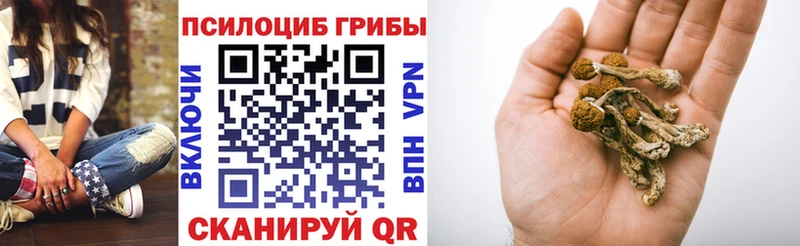 Псилоцибиновые грибы Psilocybine cubensis  Бугульма 